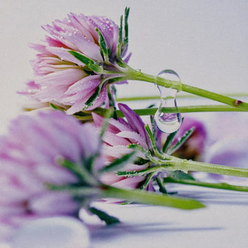 ingredient capixyl
