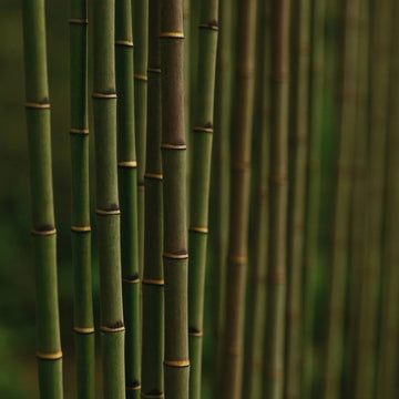 ingredient horsetail extract