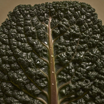 ingredient kale protein